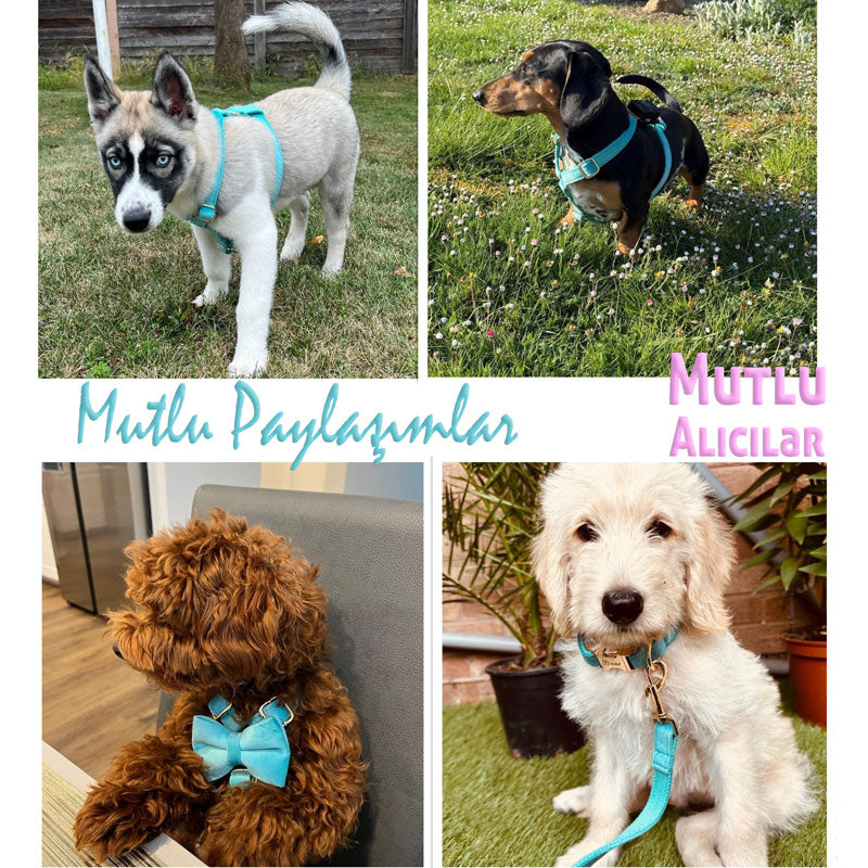 Köpek Boyun Tasması İsimli Turkuaz Kadife Boyun Tasması 424763