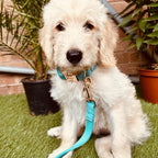 Köpek Boyun Tasması İsimli Turkuaz Kadife Boyun Tasması 424763