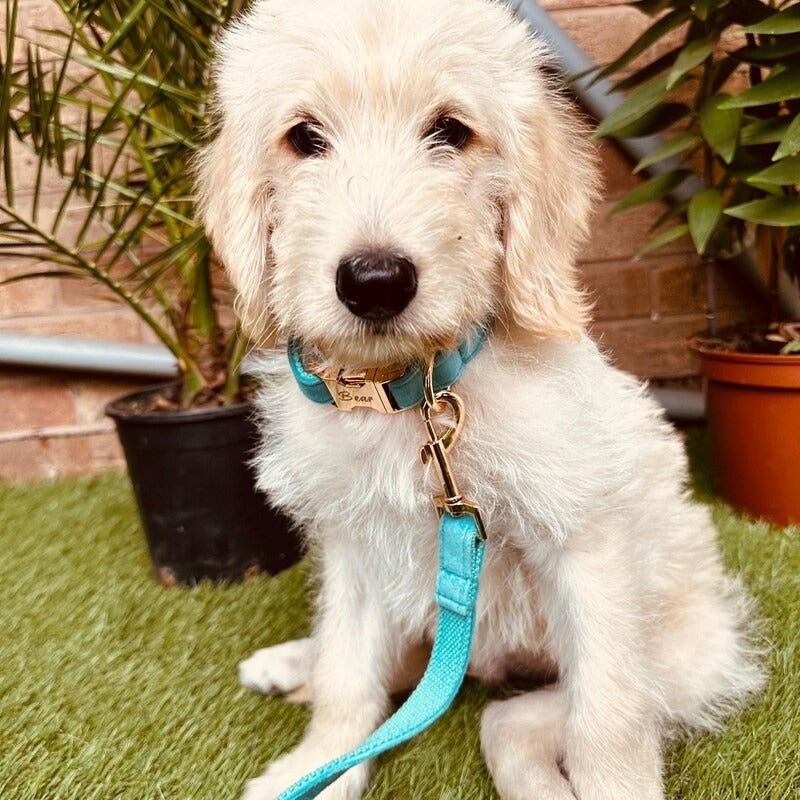 Köpek Boyun Tasması İsimli Turkuaz Kadife Boyun Tasması 424763