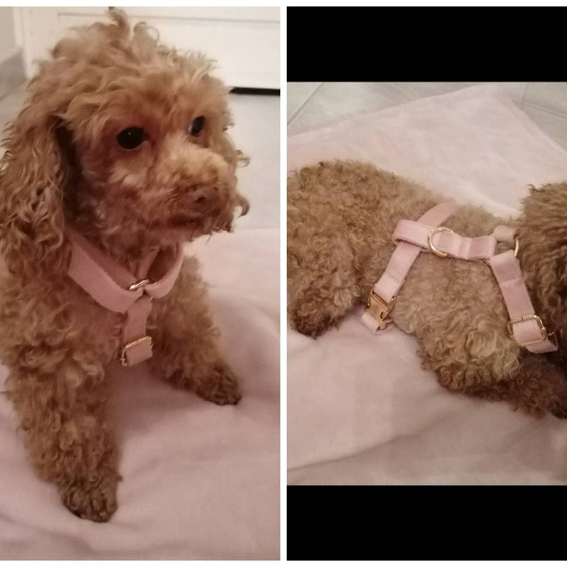 Köpek Boyun Tasması İsimli Pembe Kadife 006529
