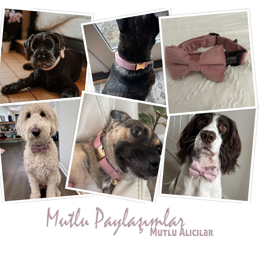 Köpek Boyun Tasması İsimli Açık Pembe Mor 106911