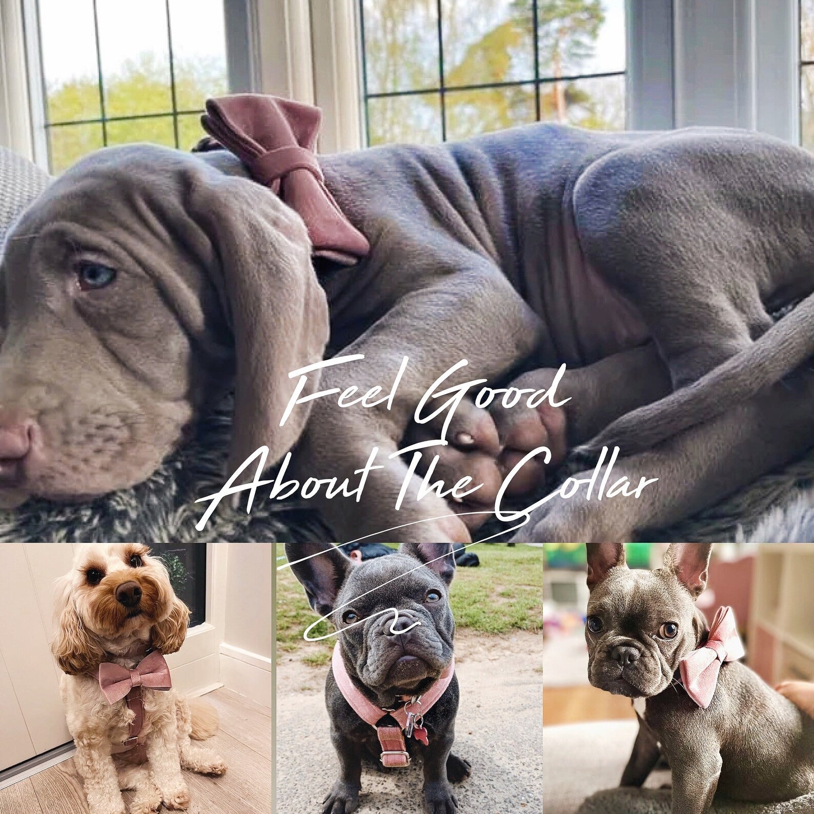 Köpek Boyun Tasması İsimli Açık Pembe Mor 106911