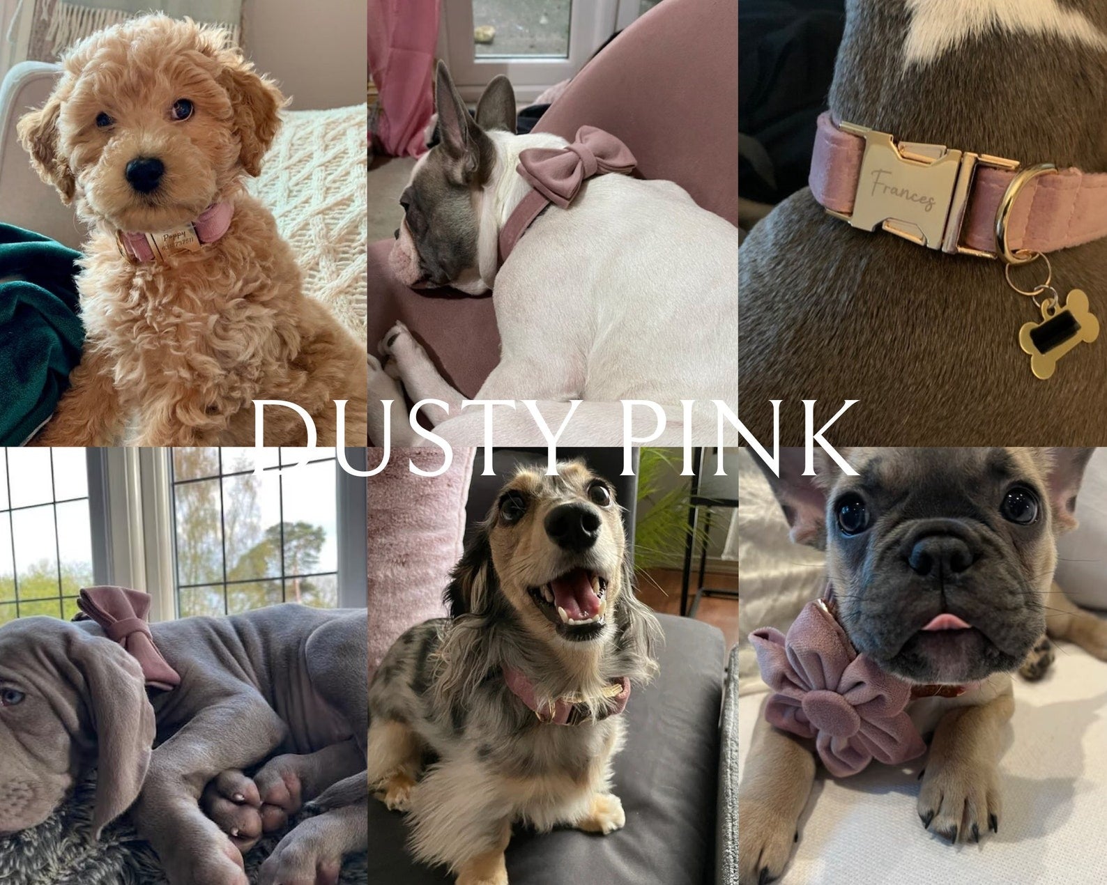 Köpek Boyun Tasması İsimli Açık Pembe Mor 106911