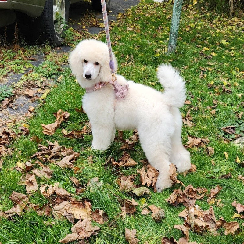 Köpek Boyun Tasması İsimli Açık Pembe Mor 106911