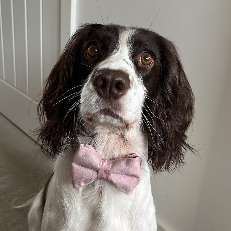 Köpek Boyun Tasması İsimli Açık Pembe Mor 106911
