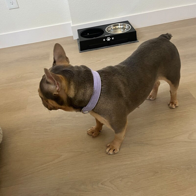 Köpek Boyun Tasması İsimli Mor Fitilli Kadife 301948