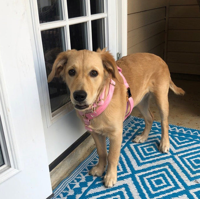 Köpek Boyun Tasması İsimli Pembe Kadife  240723