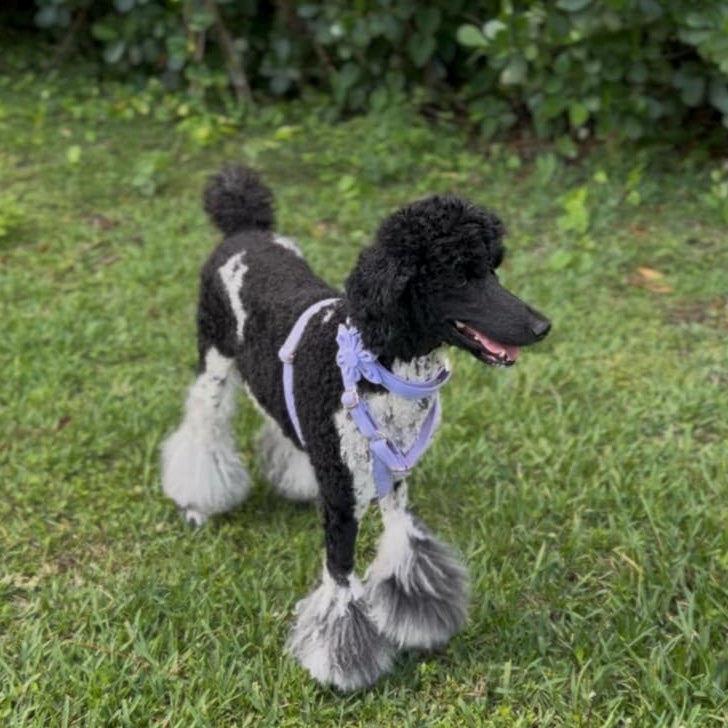 Köpek Boyun Tasması İsimli Mor Fitilli Kadife 301948