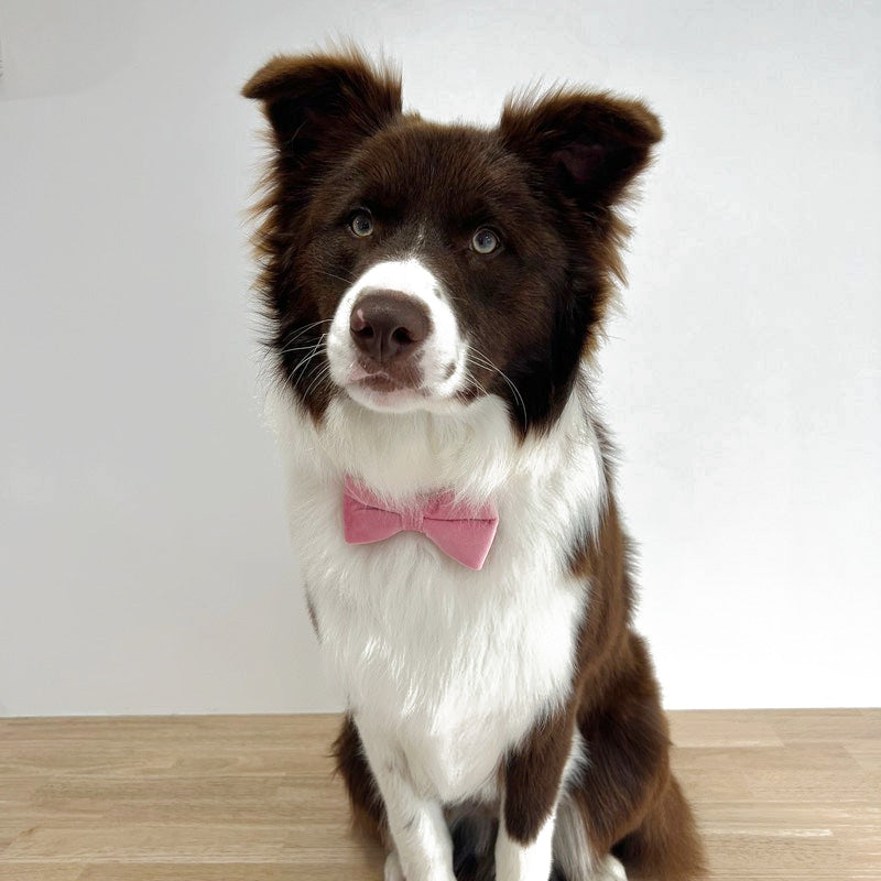 Köpek Boyun Tasması İsimli Pembe Kadife  240723