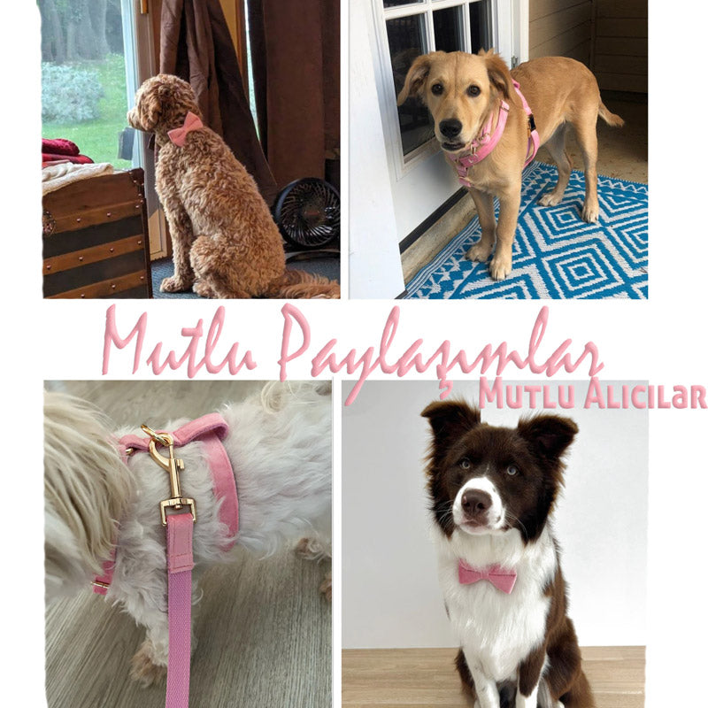Köpek Boyun Tasması İsimli Pembe Kadife  240723