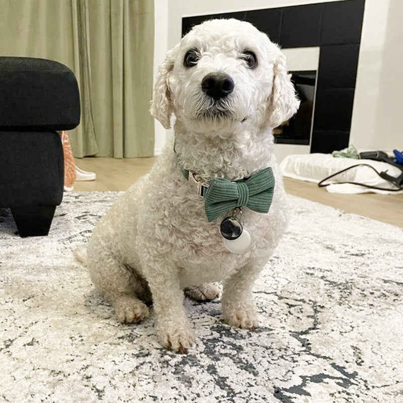 Köpek Boyun Tasması İsimli Koyu Yeşil Fitilli Kadife 370302