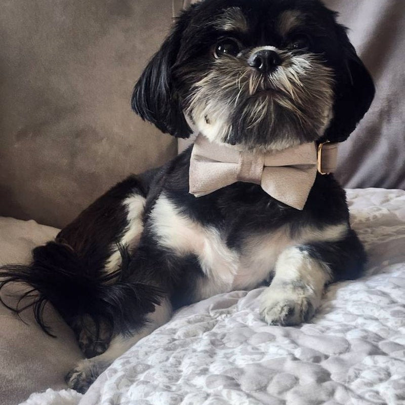 Köpek Boyun Tasması İsimli Açık Gri Kahve 80446