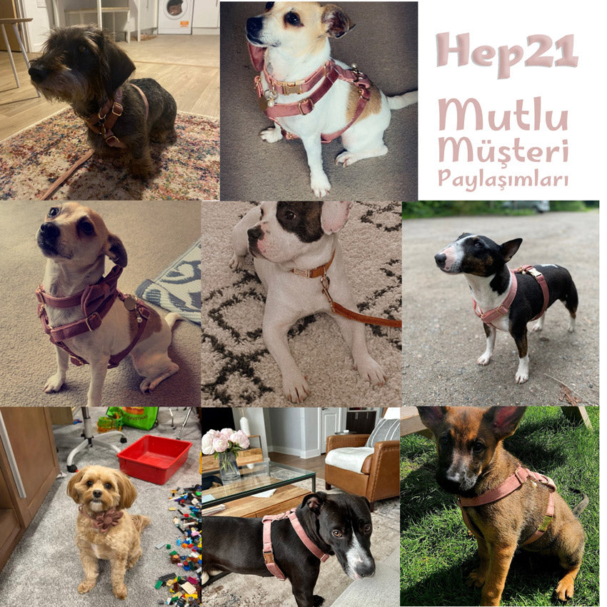 Köpek Boyun Tasması İsimli Arizona Kadife 52676