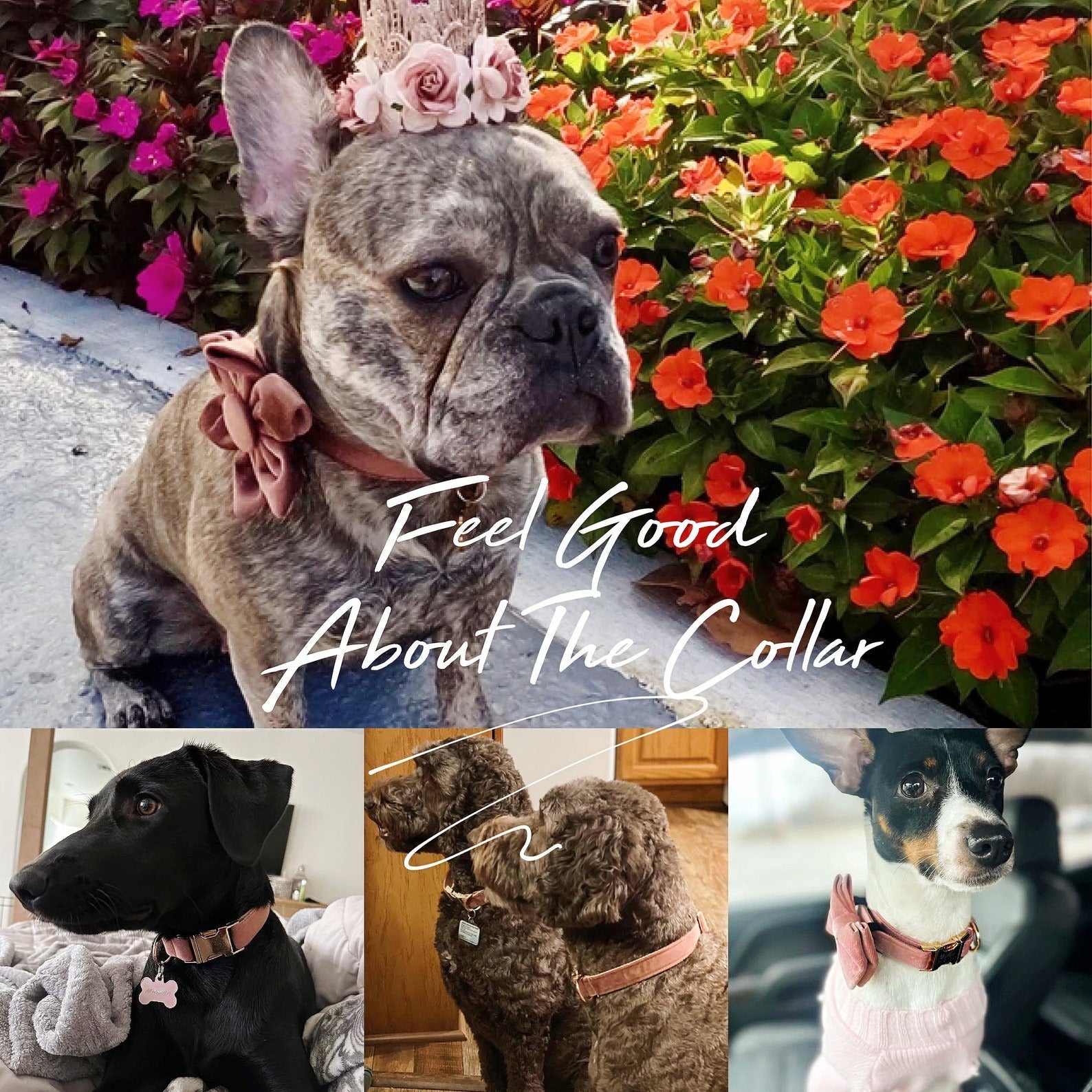 Köpek Boyun Tasması İsimli Arizona Kadife 52676