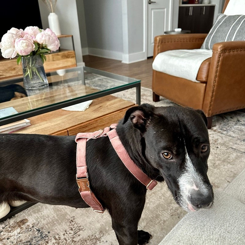 Köpek Boyun Tasması İsimli Arizona Kadife 52676