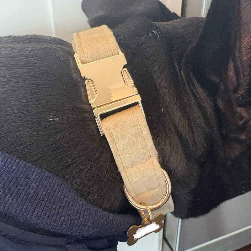 Köpek Boyun Tasması İsimli Bej 97084