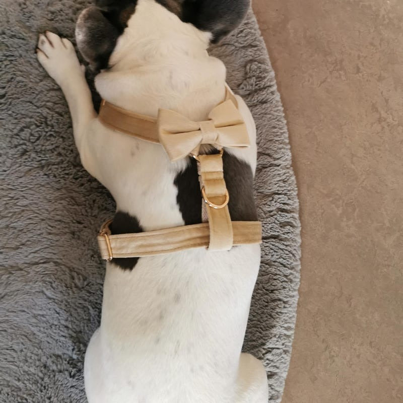 Köpek Boyun Tasması İsimli Bej 97084