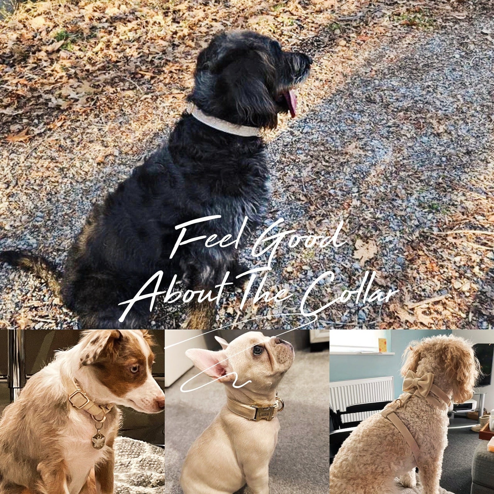 Köpek Boyun Tasması İsimli Bej 97084