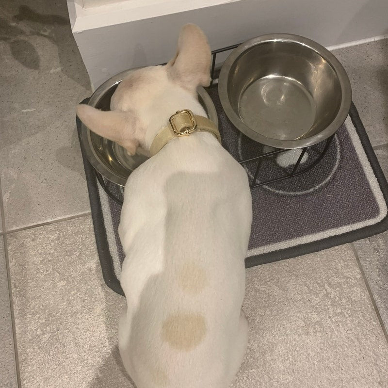Köpek Boyun Tasması İsimli Bej 97084