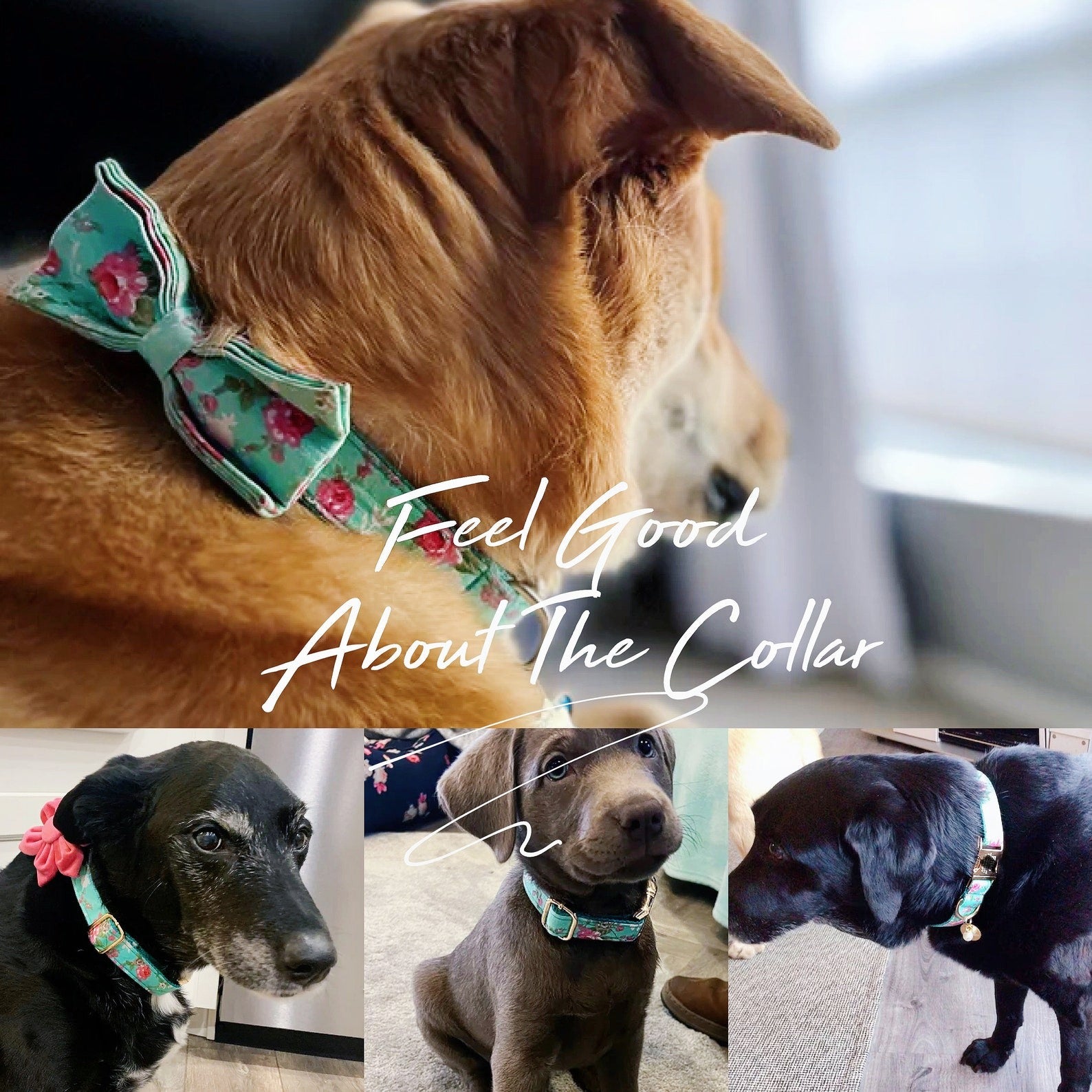 Köpek Boyun Tasması İsimli Çiçek desenli 703954