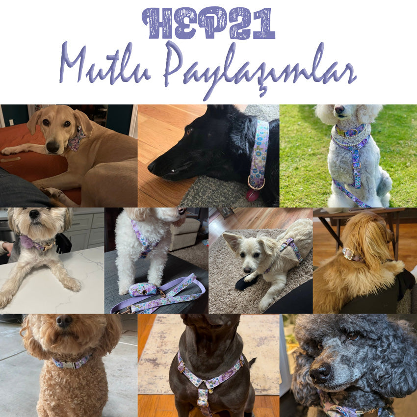 Köpek Boyun Tasması İsimli Çiçek Desenli 53644
