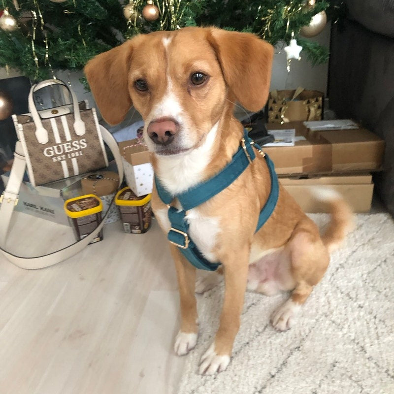 Köpek Boyun Tasması İsimli Emerald Yeşil Kadife 172182