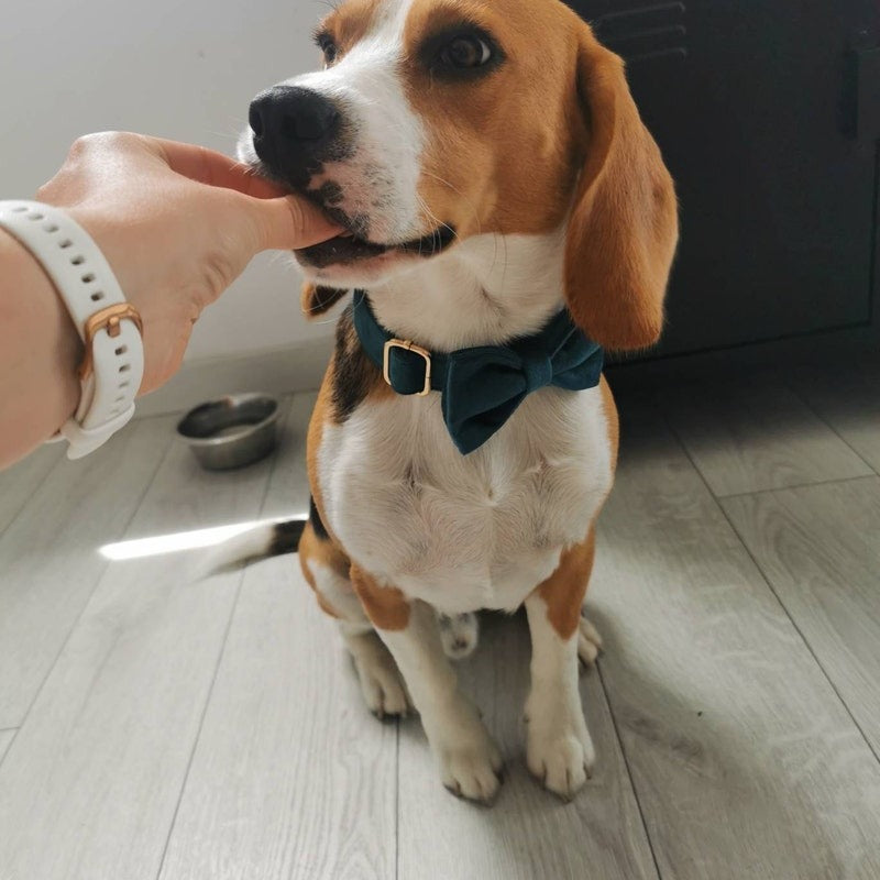 Köpek Boyun Tasması İsimli Emerald Yeşil Kadife 172182