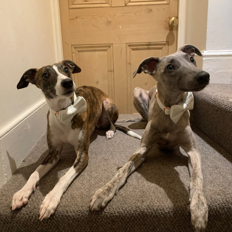 Köpek Boyun Tasması İsimli Krem Kadife 904285