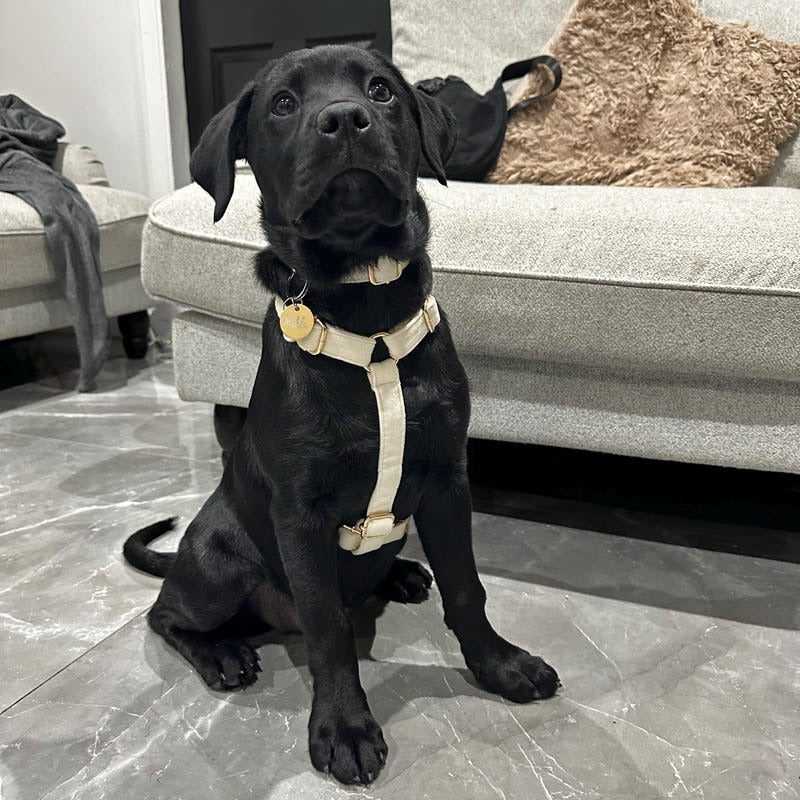 Köpek Boyun Tasması İsimli Krem Kadife 904285