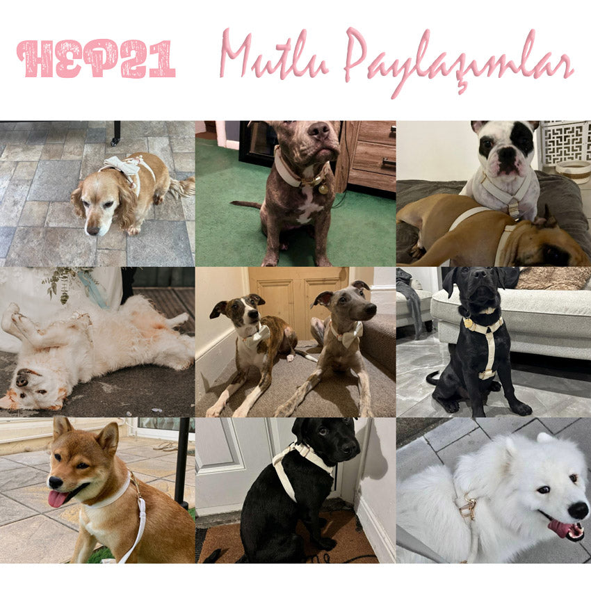 Köpek Boyun Tasması İsimli Krem Kadife 904285
