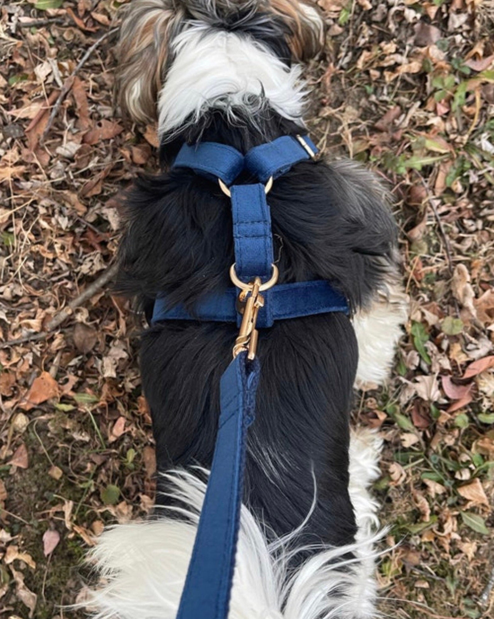 Köpek Boyun Tasması İsimli Lacivert Kadife 146814