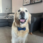 Köpek Boyun Tasması İsimli Lacivert Kadife 146814