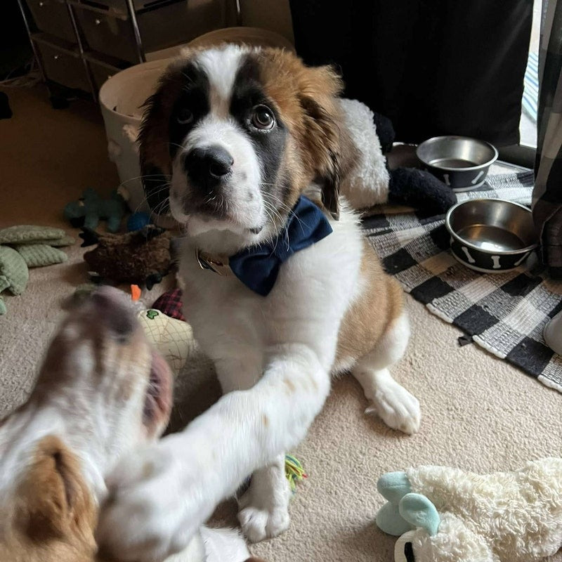 Köpek Boyun Tasması İsimli Lacivert Kadife 146814