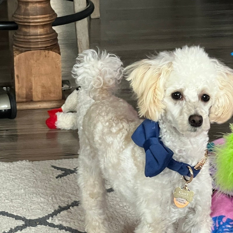 Köpek Boyun Tasması İsimli Lacivert Kadife 146814