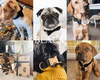 Köpek Boyun Tasması İsimli Siyah Kadife 168489