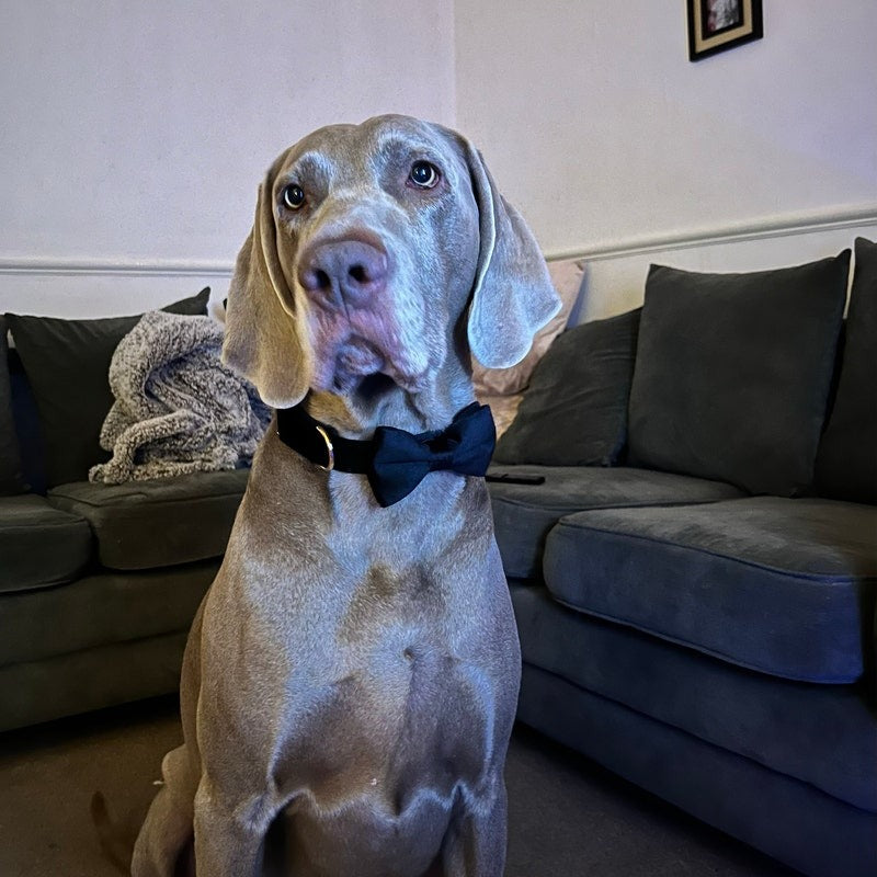 Köpek Boyun Tasması İsimli Siyah Kadife 168489
