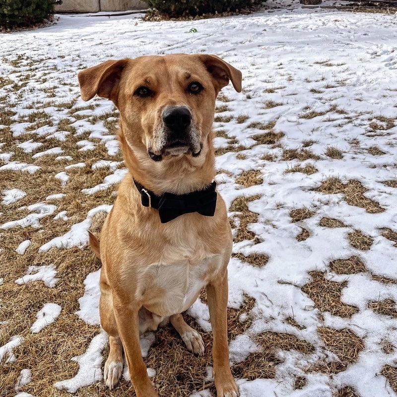 Köpek Boyun Tasması İsimli Siyah Kadife 168489
