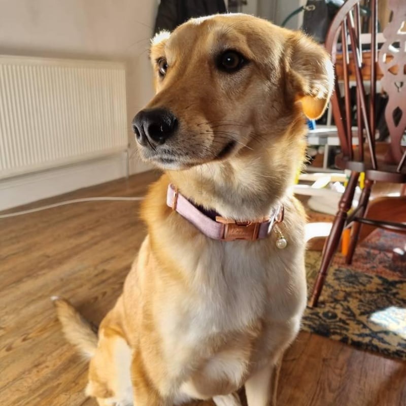 Köpek Boyun Tasması İsimli Tozlu Mor Kadife 01196
