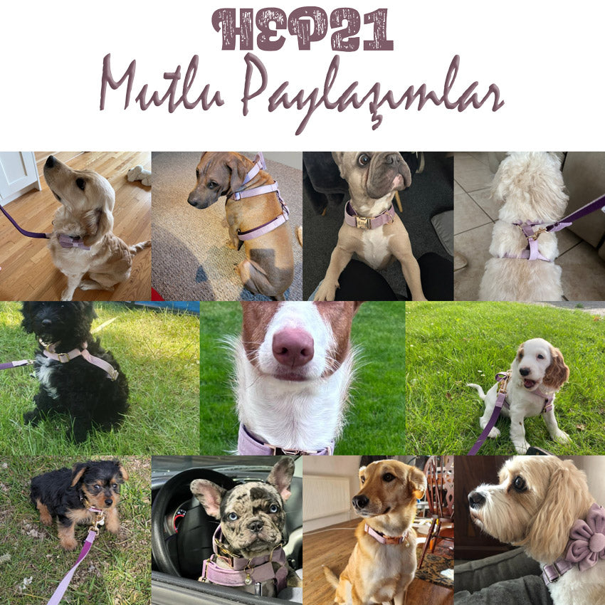 Köpek Boyun Tasması İsimli Tozlu Mor Kadife 01196