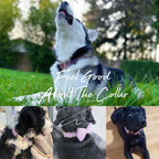 Köpek Boyun Tasması İsimli Tozlu Mor Kadife 01196