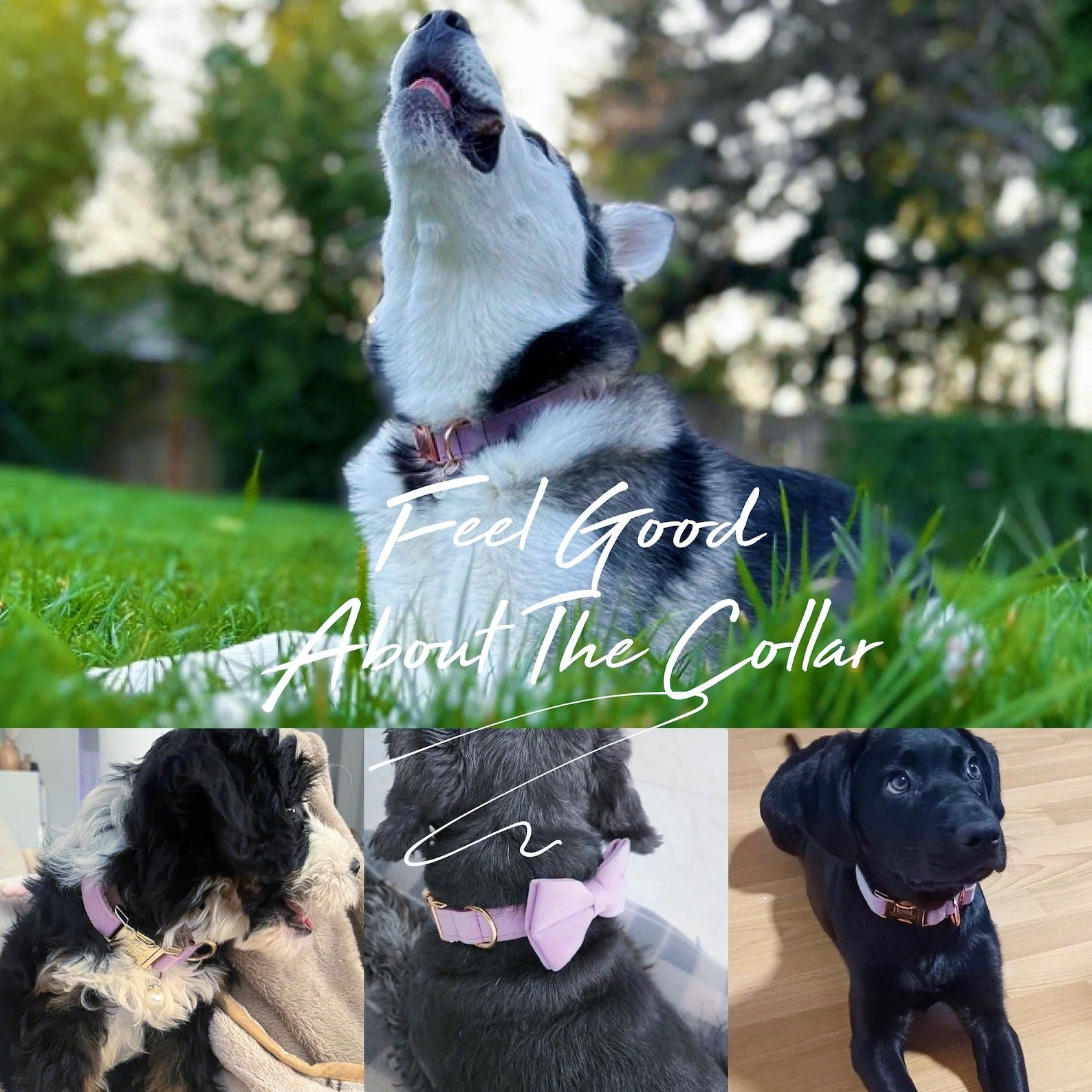 Köpek Boyun Tasması İsimli Tozlu Mor Kadife 01196