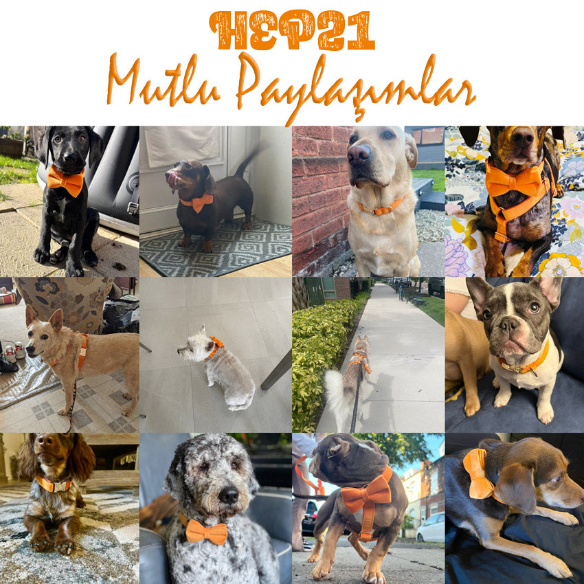 Köpek Boyun Tasması İsimli Turuncu Kadife 865315
