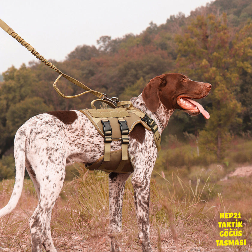 Köpek Göğüs Tasması K9 Tasarım