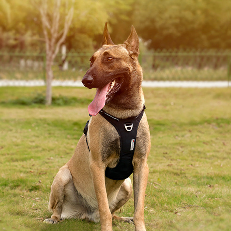 Köpek Göğüs Tasması Yansıtıcı Yastıklı 799230