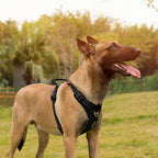 Köpek Göğüs Tasması Yansıtıcı Yastıklı 