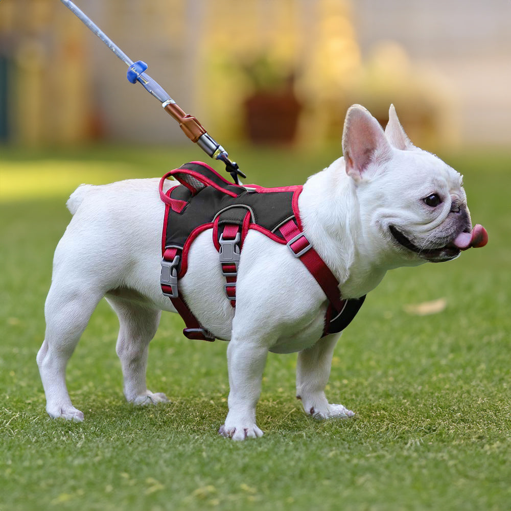 Köpek Göğüs Yansıtıcı Belden Tasma 800659