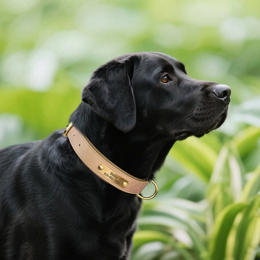 Köpek Tasması Deri isimli Tasma 77157