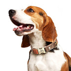 Köpek Tasması  İsimli Boyun Tasma 049141