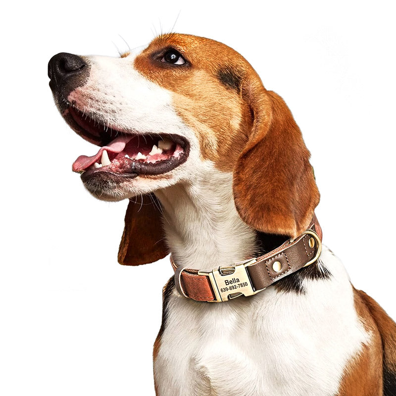 Köpek Tasması  İsimli Boyun Tasma 049141
