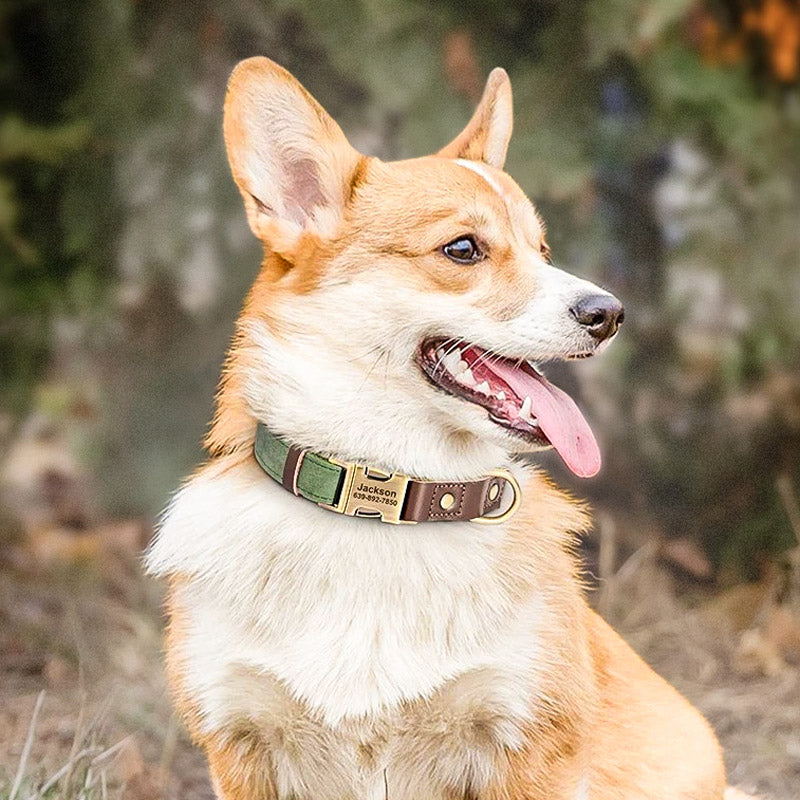 Köpek Tasması  İsimli Boyun Tasma 049141